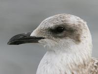 Lesser Black-backed Gull (Larus fuscus), 1K