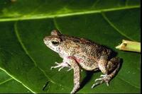 : Bufo steindachneri