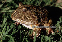 : Ceratophrys ornata; Bell's Horned Frog
