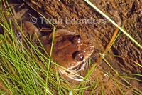 : Leptodactylus melanonotus