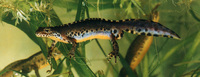 : Mesotriton alpestris alpestris; Alpine Newt