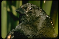 : Agelaius phoeniceus; Red-winged Blackbird