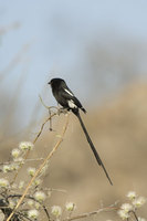 : Corvinella melanoleuca; African Magpie Shrike