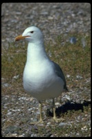 : Larus californicus; California Gull