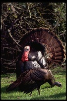 : Meleagris gallopavo; Wild Turkey