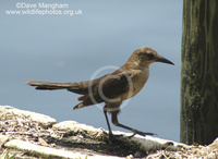 : Quiscalus major; Boat-tailed Grackle