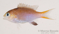 : Chromis acares