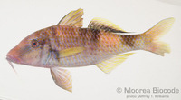: Parupeneus insularis
