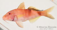 : Parupeneus multifasciatus