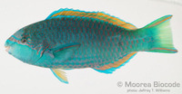 : Scarus globiceps