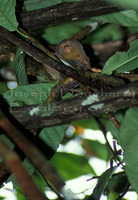 : Callithrix pygmaea; Pygmy Marmoset
