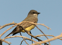 : Tyrannus vociferans; Cassin's Kingbird