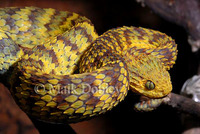 : Atheris squamigera; Variable Bushviper