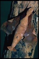 : Callionima nomius; Fan-tailed Bark Moth