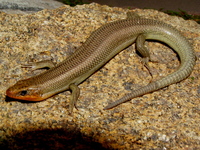 : Eumeces gilberti gilberti; Greater Brown Skink