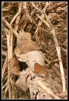 : Lycaena phlaeas