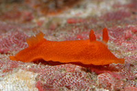 : Aldisa sanguinea; Blood-spot Dorid;