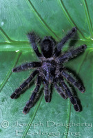 : Avicularia purpurea; Ecuadorean Purple Tarantula