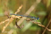 : Platycnemis pennipes; White-legged Damselfly