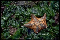 : Patiria miniata; Bat Star