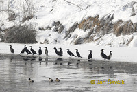 Photo of kormorán velký, Great Cormorant, Kormoran, Phalacrocorax carbo