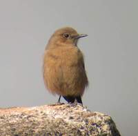 Brown Rock Chat (Cercomela fusca) 2005. január 5. Ranthambhore National Park (Fort)