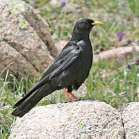 Alpine Chough