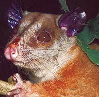ГУСТОШЕРСТНЫЙ ОПОССУМ (Caluromys lanatus)