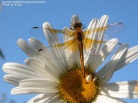 Gulvinget Hedelibel (Sympetrum flaveolum) Foto/billede af