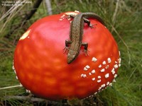 Skovfirben (Lacerta vivipara) Foto/billede af