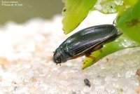 Gyrinus marinus Foto/billede af