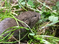 Markmus, Nordmarkmus (Microtus agrestis) Foto/billede af