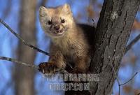 Sable / Martes zibellina zibellina . Ussuriland , Southern Far East of Russia stock photo