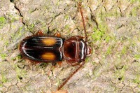 Laemophloeus monilis