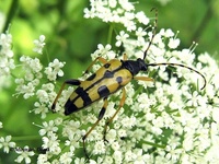 Leptura maculata