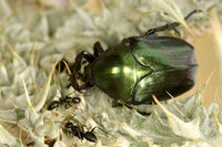 Protaetia angustata