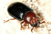 Neomida haemorrhoidalis