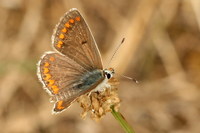 Aricia agestis - Brown Argus