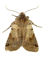 Agrochola litura - Brown-spot Pinion