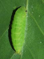 Bena bicolorana - Scarce Silver-lines