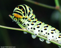 Papilio machaon - Old World Swallowtail