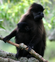 Gray-cheeked mangabey (Lophocebus albigena johnstoni)