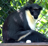 Diana monkey (Cercopithecus diana)