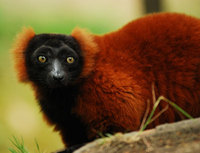 Red ruffed lemur (Varecia rubra)