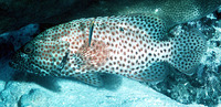 ...Image of Cephalopholis cruentata, Graysby, Coney, Deady, Graysby seabass, Coné essaim, Akahoshih