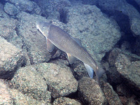 Catostomus macrocheilus, Largescale sucker: fisheries, aquarium