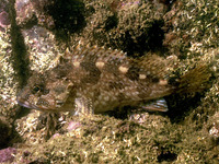 Sebastiscus marmoratus, : fisheries, aquaculture, gamefish
