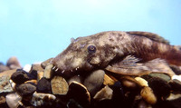 Ancistrus dolichopterus, Bushymouth catfish: aquarium