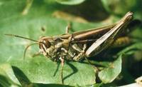 Glyptobothrus biguttulus