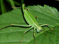 Barbitistes constrictus